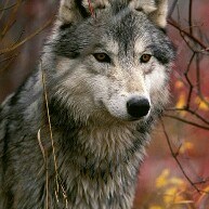 Mepiacemucho